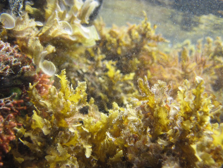 Бурые диатомовые водоросли