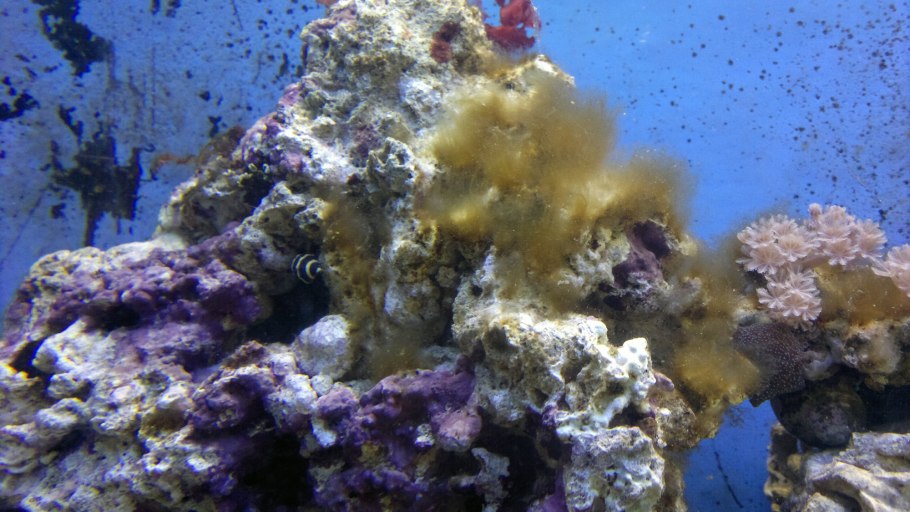 Бурые водоросли ламинария