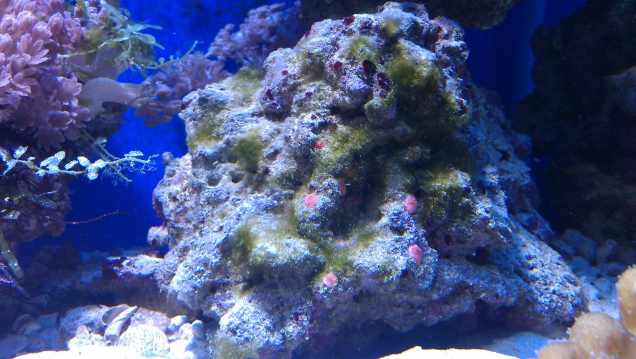 Мшанки бентос