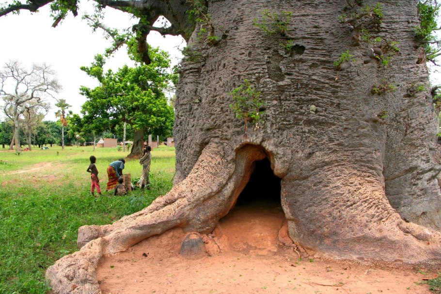 Баобаб Сенегал 6000 лет