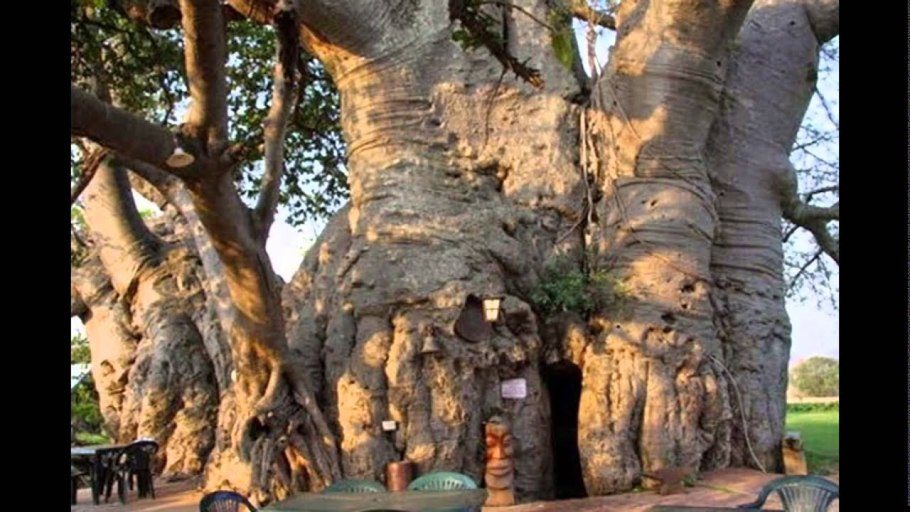 Баобаб Санлэнд в Лимпопо