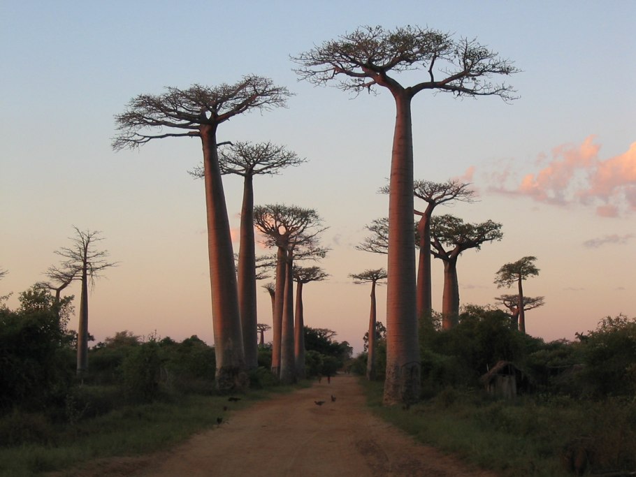 Баобаб Санлэнд