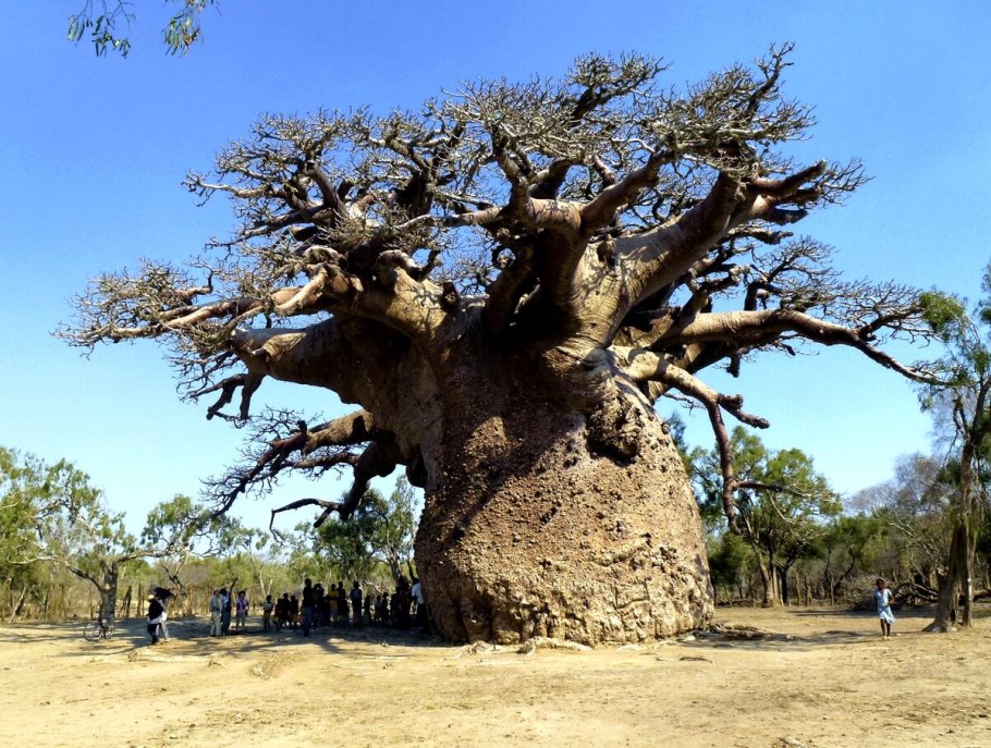 Баобаб (Адансония пальчатая
