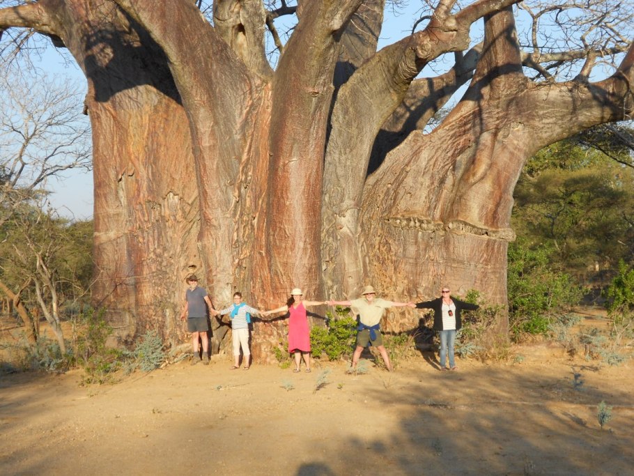 Автовокзал в баобабе в Зимбабве