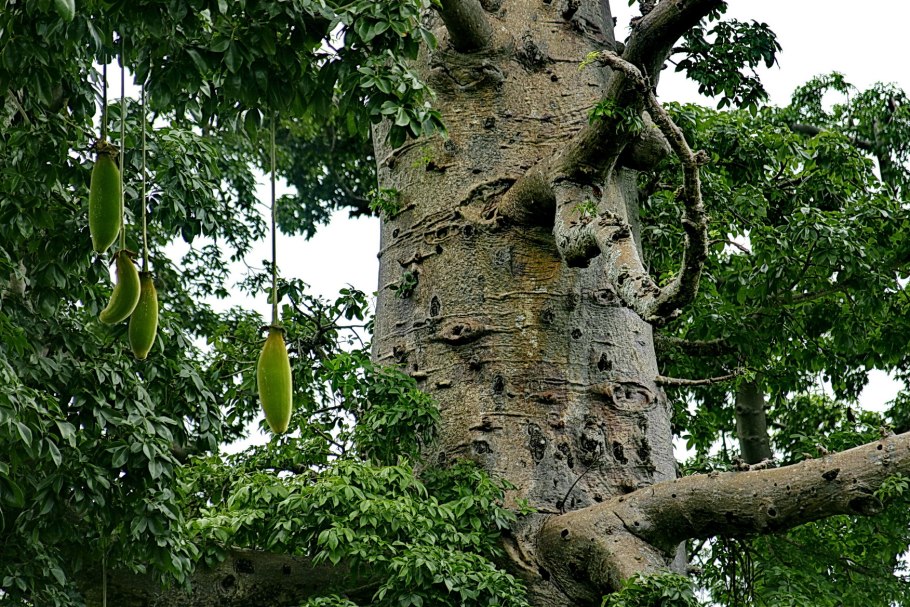 Баобаб Обезьянье дерево
