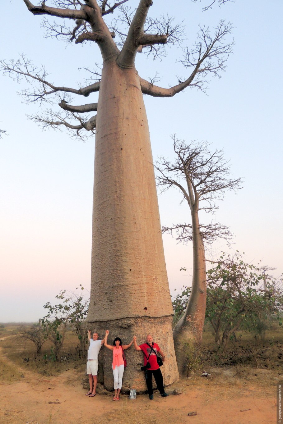 Дерево баобаб