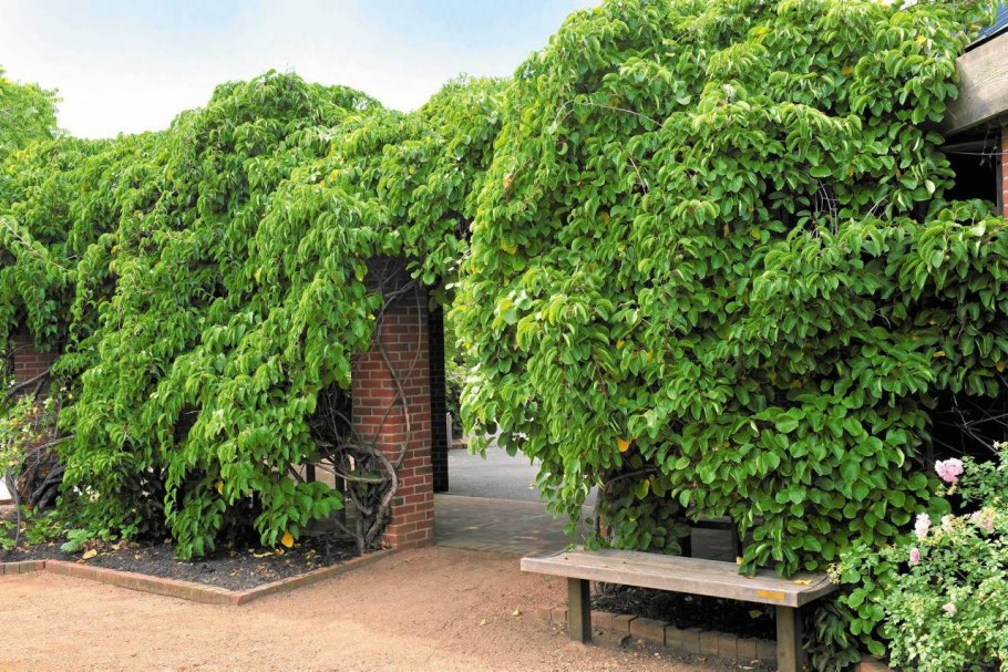 Актинидия аргута сладкий описание