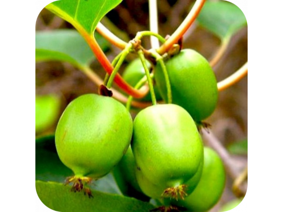 Актинидия деликатесная Дженни