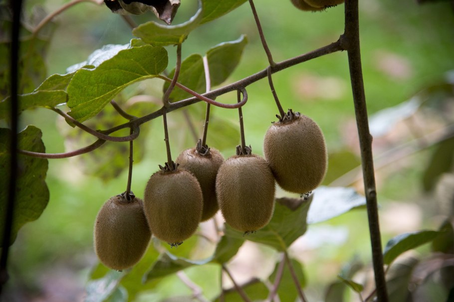 Актинидия аргута цветы