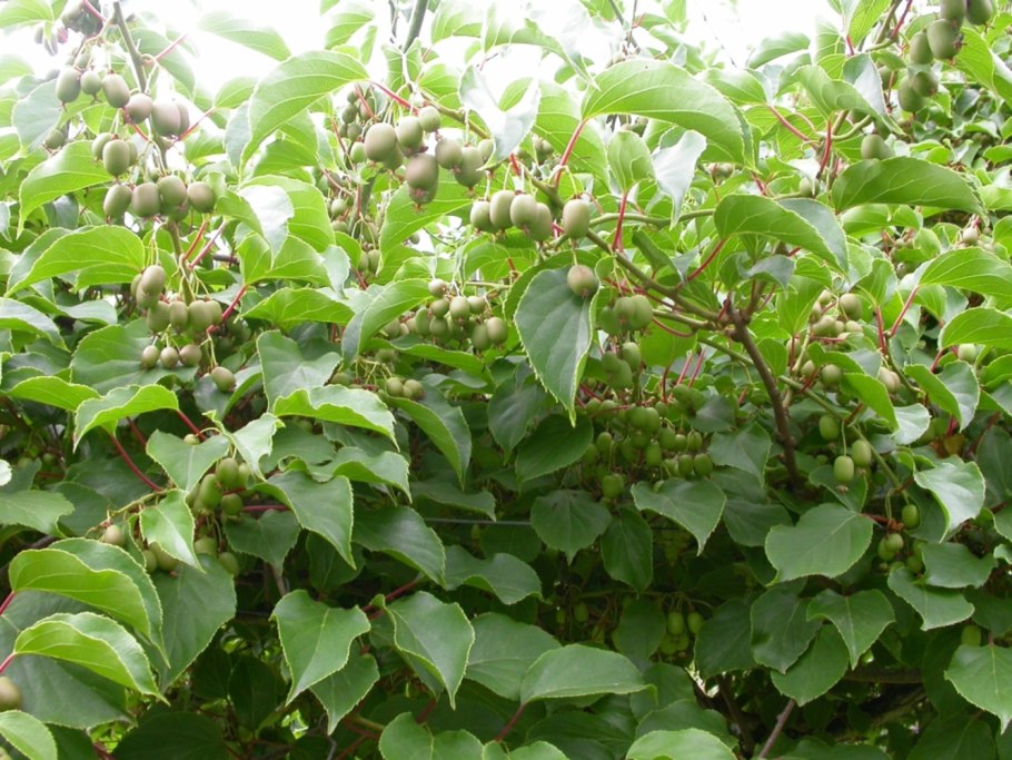 Актинидия аргута иссаи