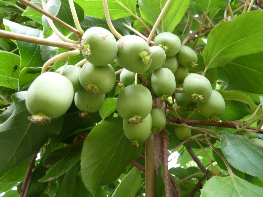 Актинидия аргута иссаи