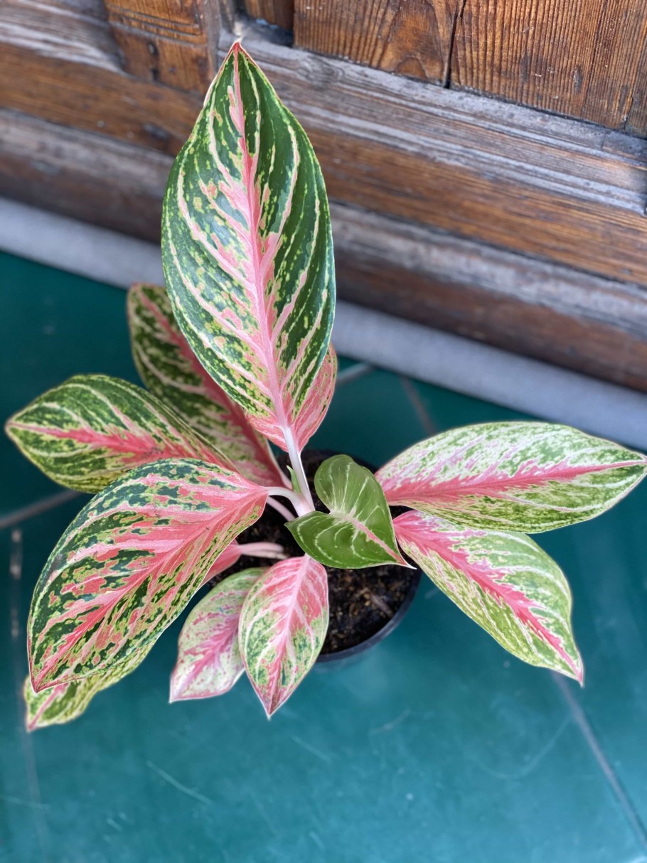 Аглаонема Король Сиама