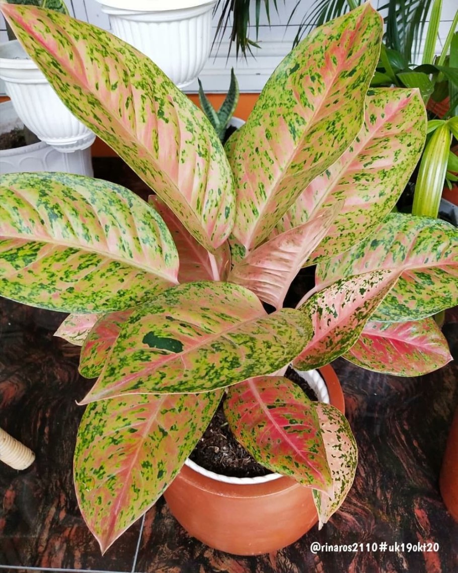 Аглаонема Легаси