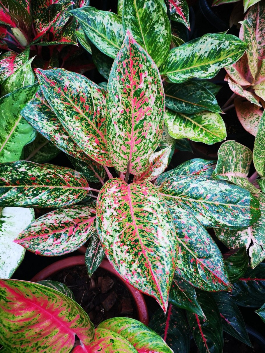 Аглаонема Махараджи