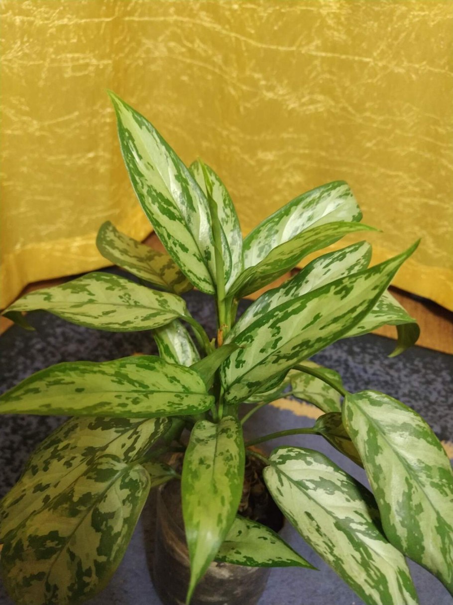 Аглаонема Махараджи