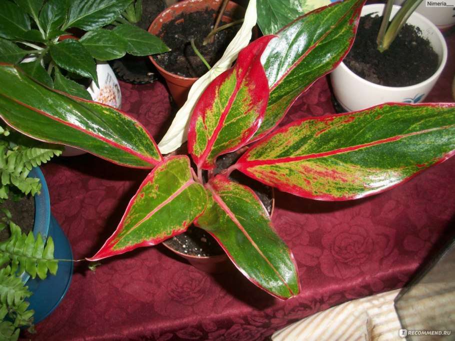 Аглаонема Хенг Хенг ред