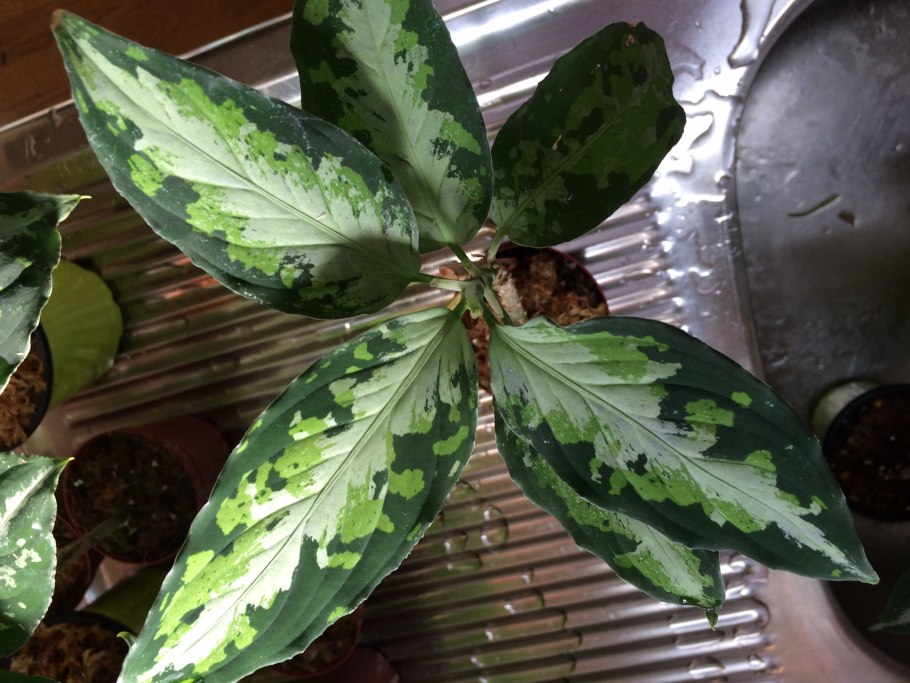 Аглаонема Мунлайт