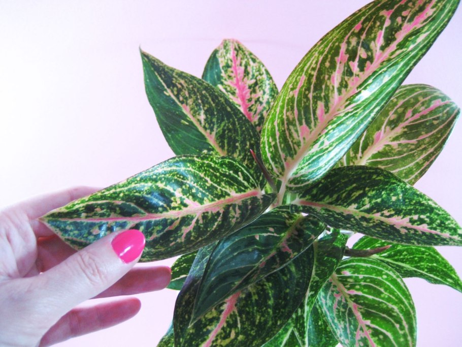 Аглаонема (d 17, h 60)