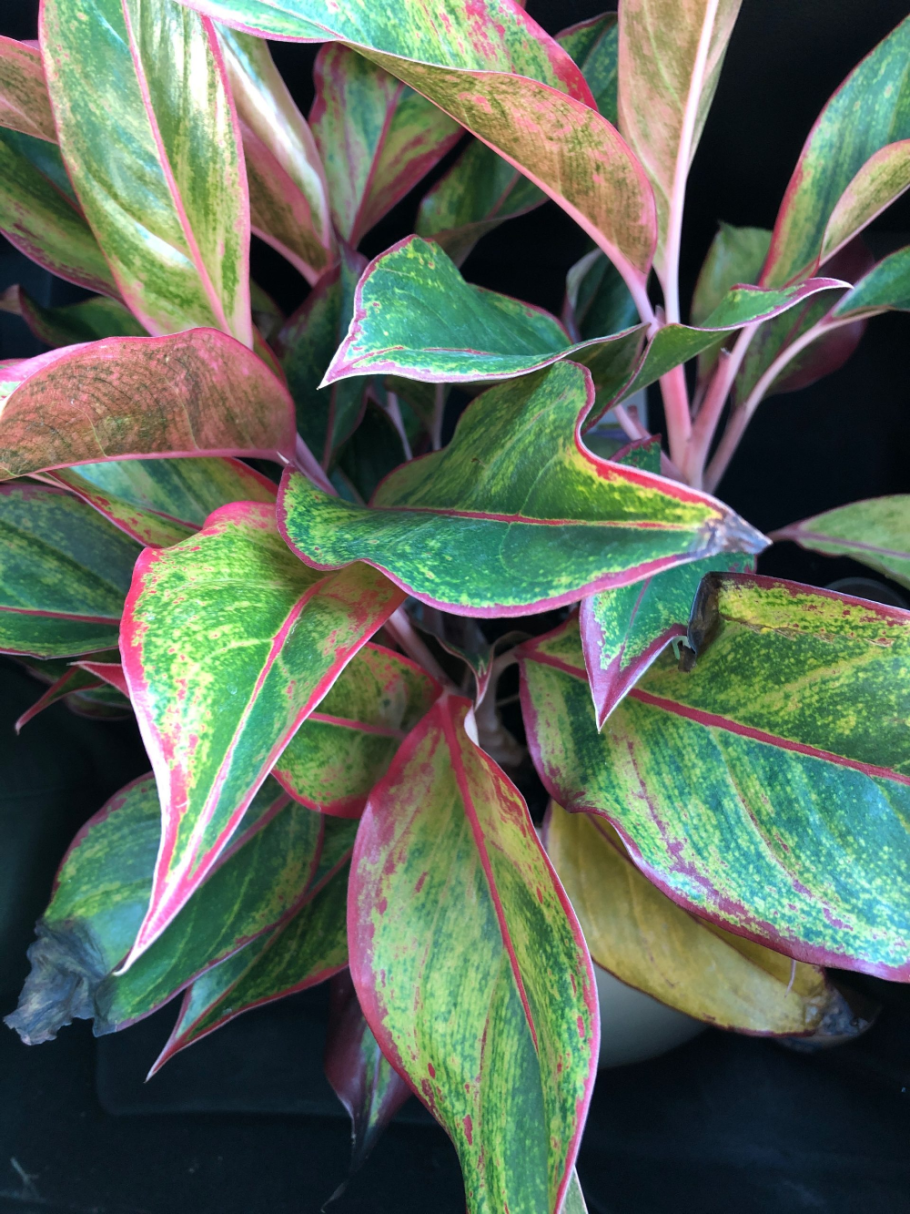 Аглаонема Цинта