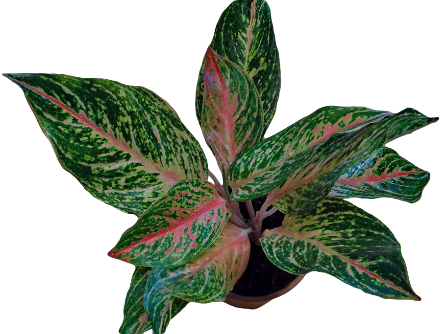 Аглаонема tanaman Hias daun Aglaonema