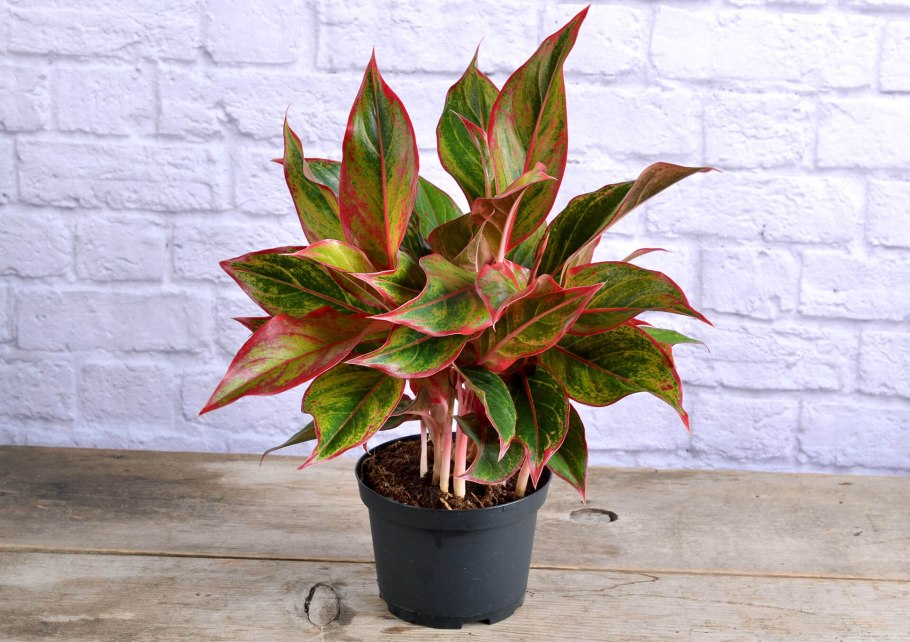 Aglaonema commutatum var. Warburgii