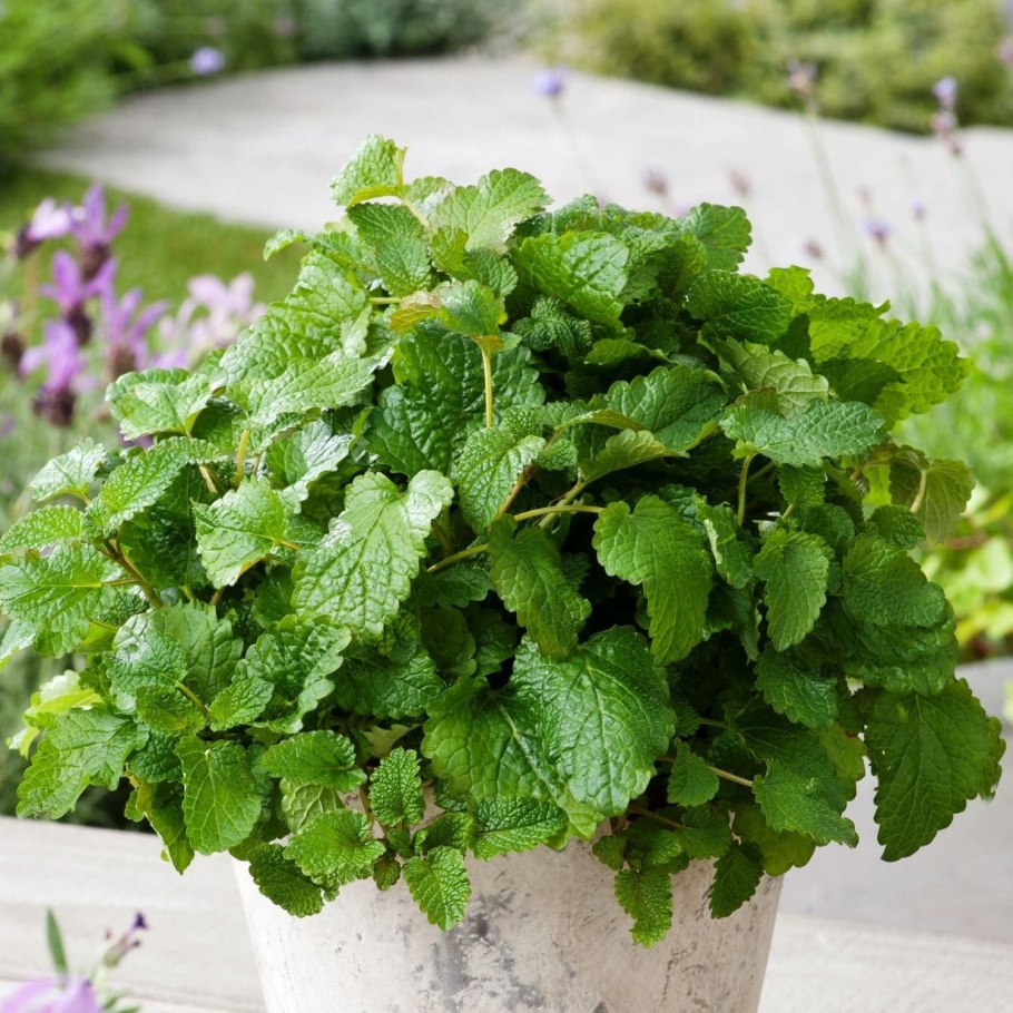 Мелисса кустарник