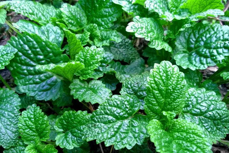 Мелисса цветок