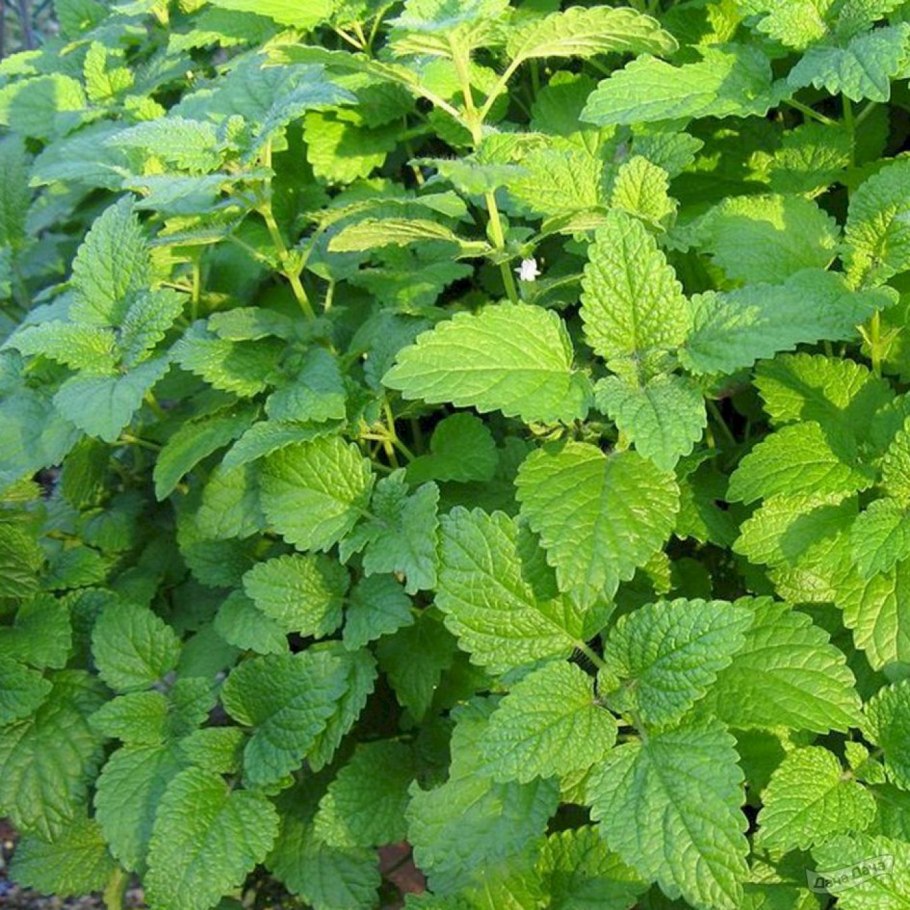 Мелисса Lemon Balm