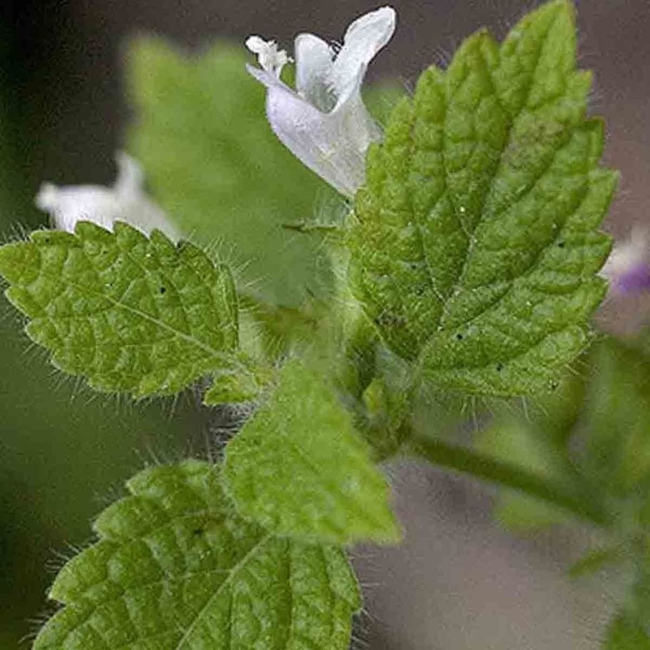 Мелисса растение