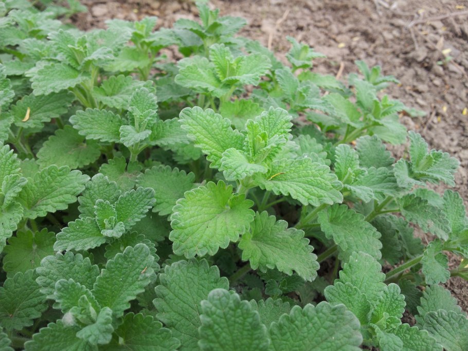Мелисса лекарственная Lemon Balm