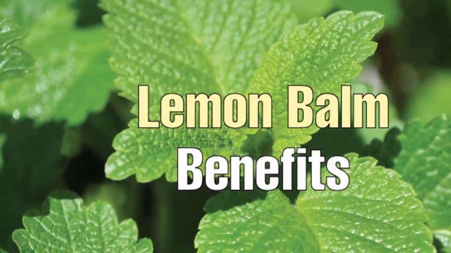 Мелисса лимонная Цитронелла