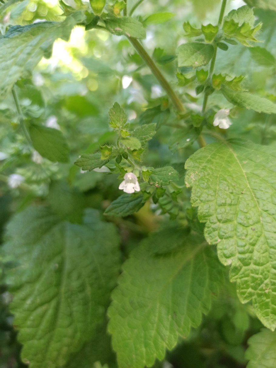 Мелиса волянуина