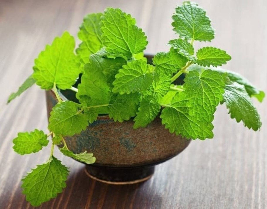 Мелисса трава (Польша) 100 г.