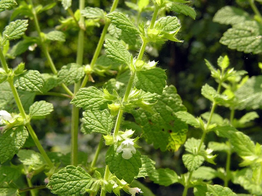 Мелисса цветок