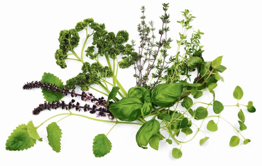 Мелисса лекарственная мандарина