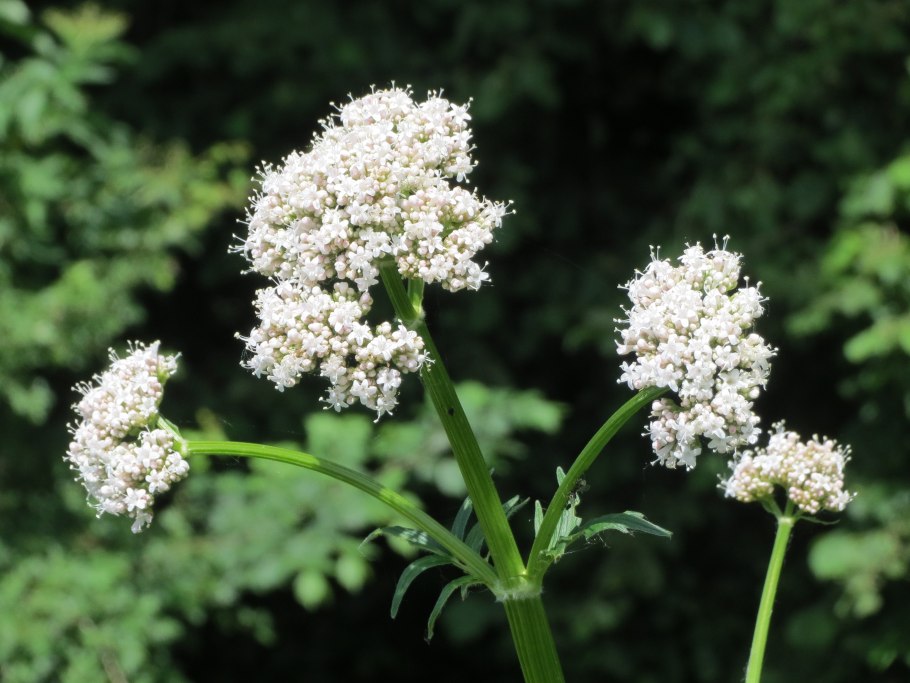 Валериана для детей 3 лет