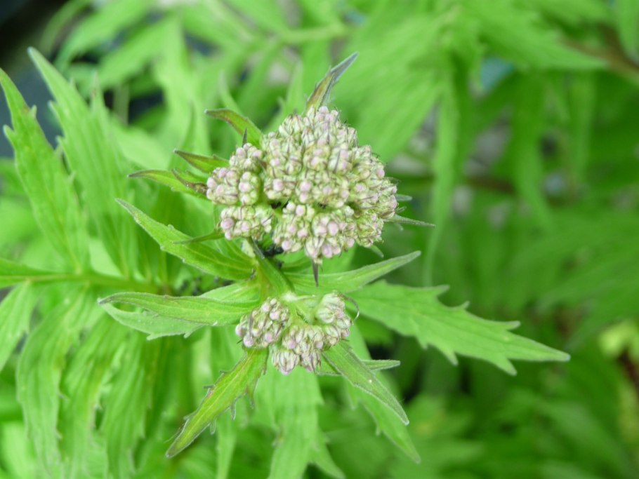 Valeriana wallrothii