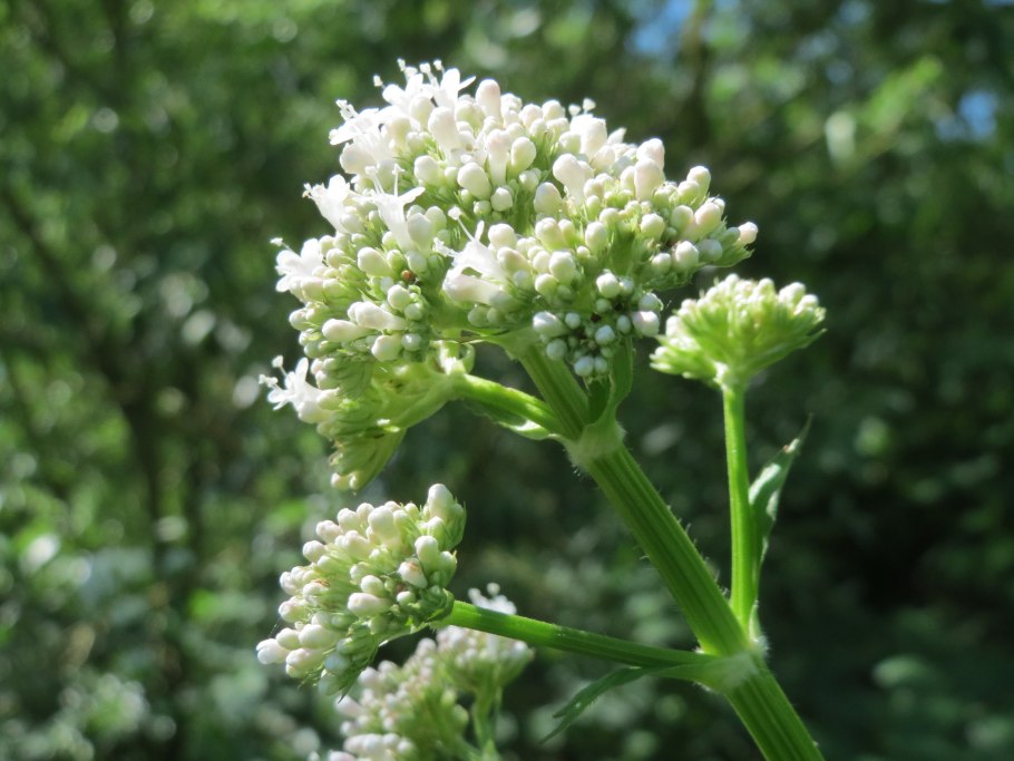 Валериана лекарственная (Valeriana officinalis l. s. l.)