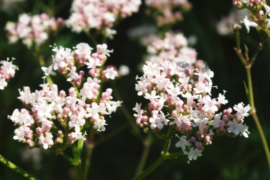 Кудрявая валериана мята