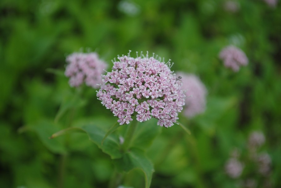 Валериана Колхидская