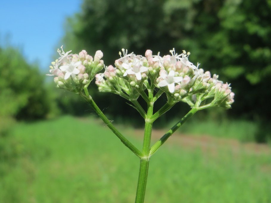 Валериана Огородная