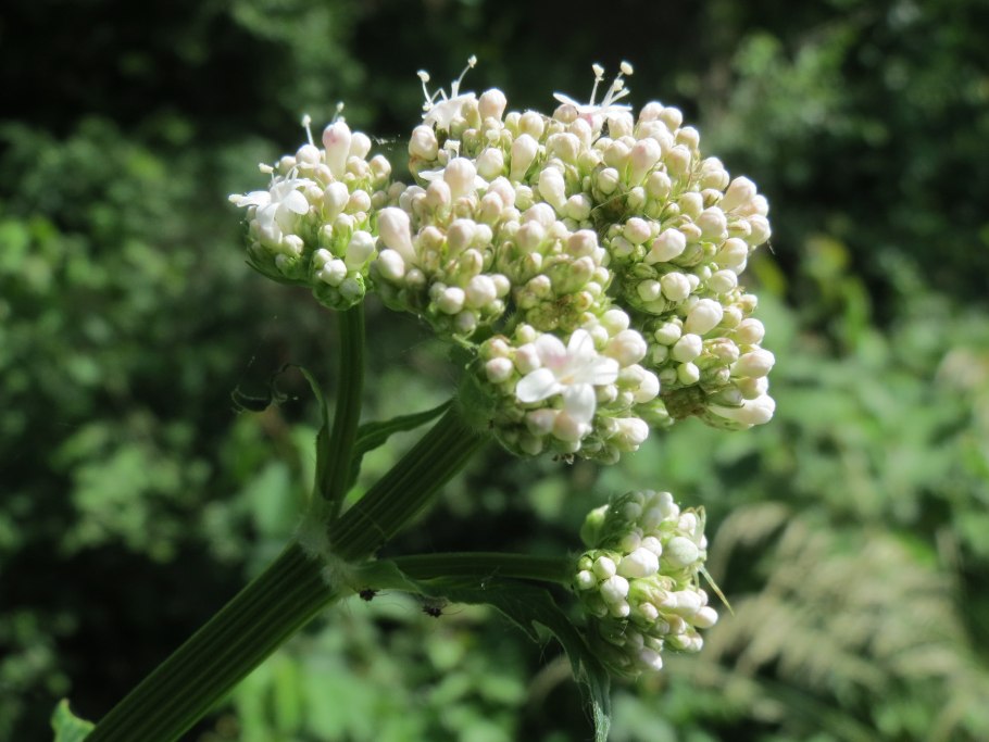 Валериана чесночницелистная