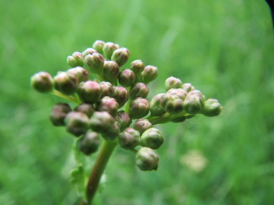 Валерьяна девушка