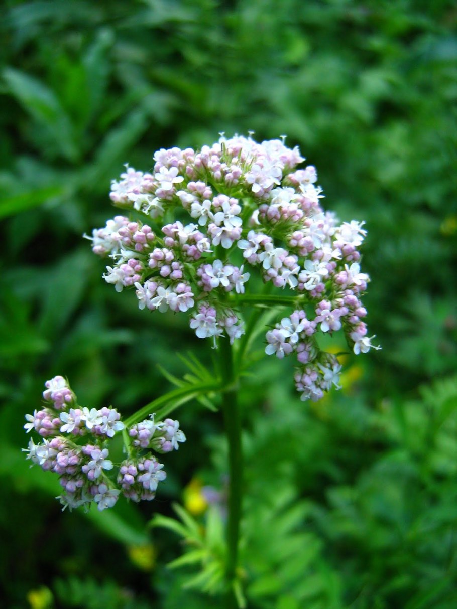 Летний теплый Herbarius