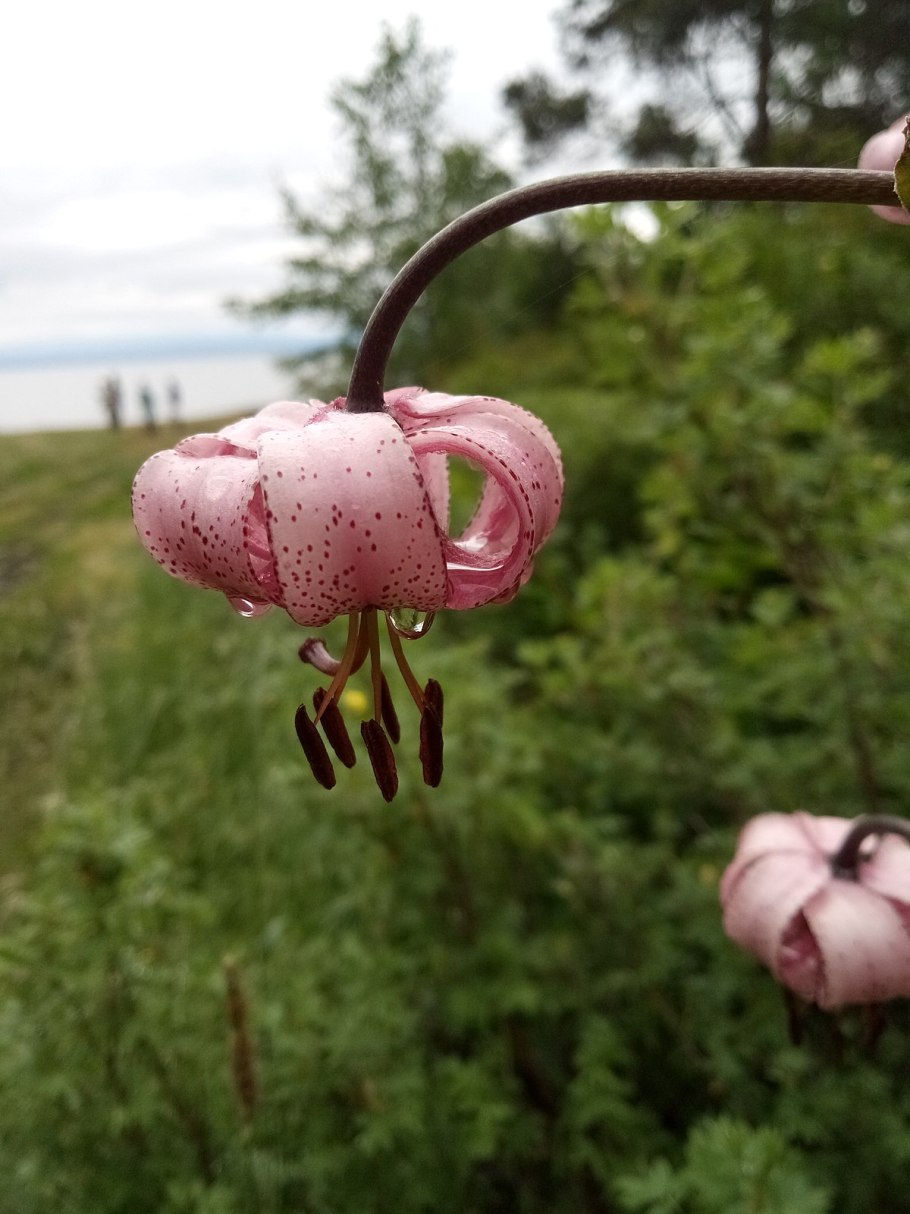 Lilium martagon — Лилия саранка