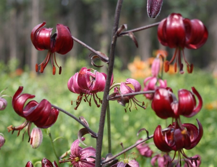 Лилия кудреватая оранжевая