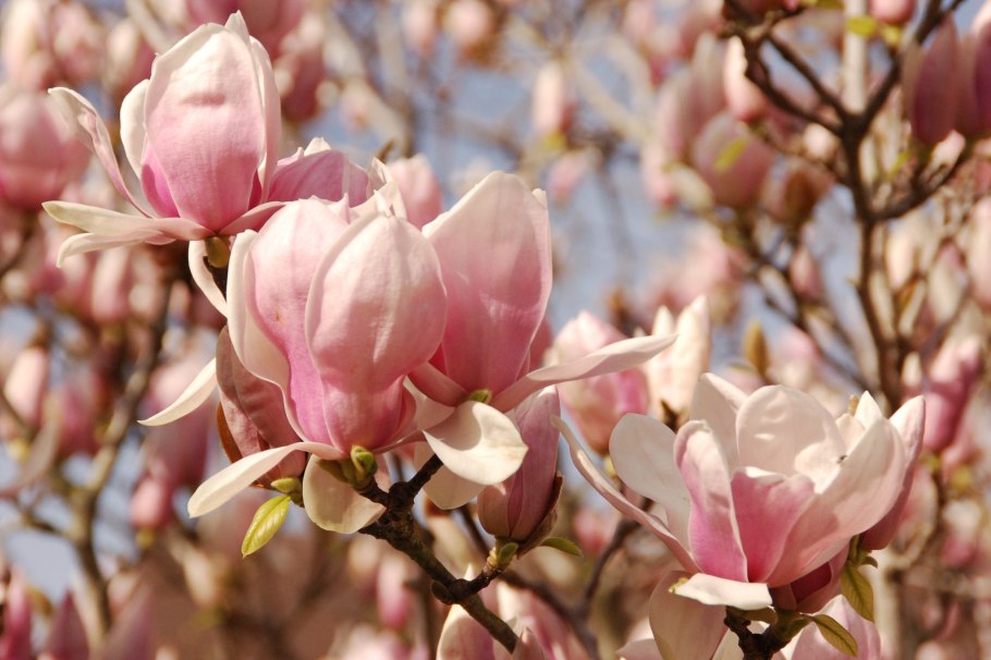 Магнолия крупноцветковая