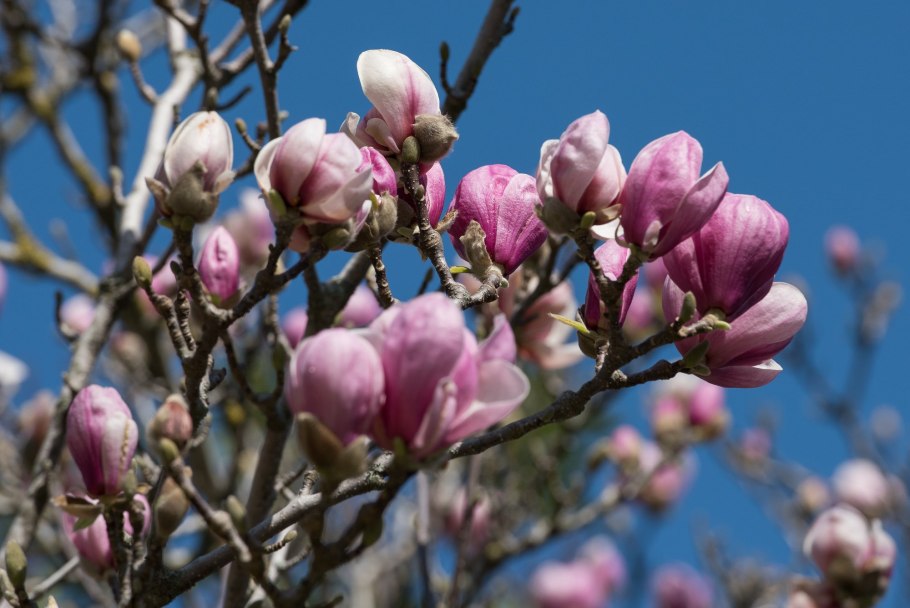 Гардения grandiflora