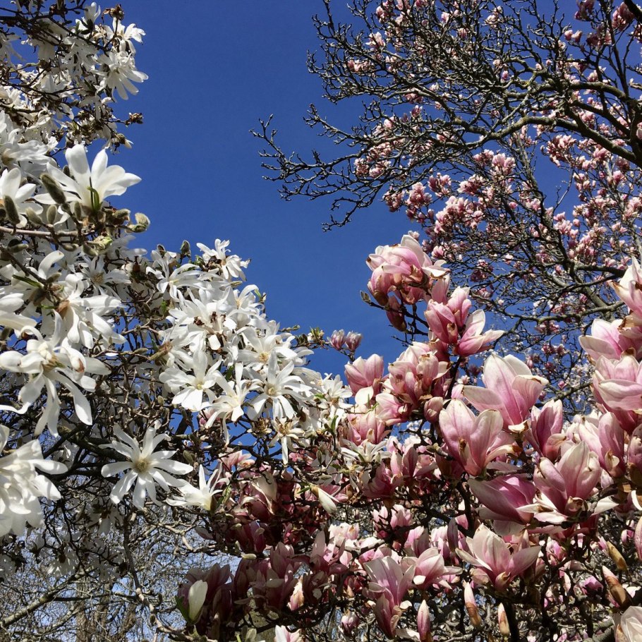 Магнолия крупноцветковая