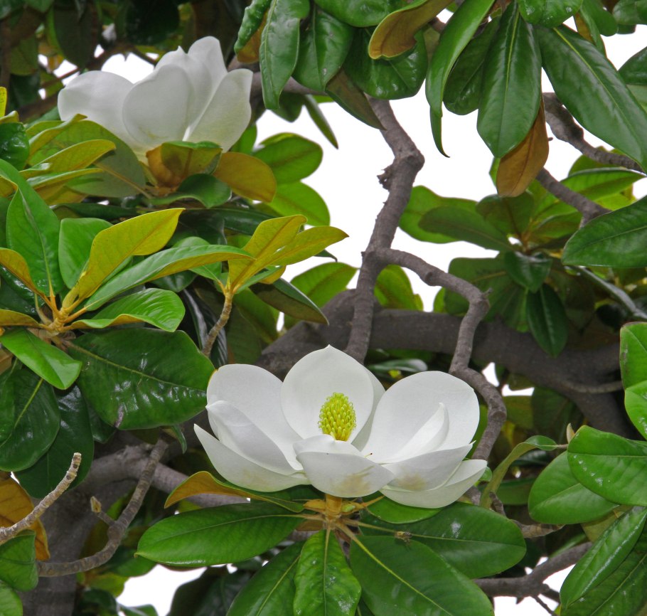 Магнолия грандифлора вечнозеленая